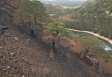 Pohon Kuno Korban Kebakaran Hutan Skotlandia Dikhawatirkan Punah