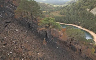 Pohon Kuno Korban Kebakaran Hutan Skotlandia Dikhawatirkan Punah