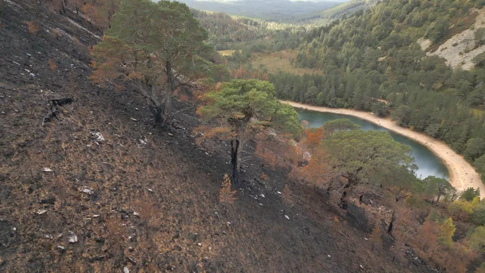 Pohon Kuno Korban Kebakaran Hutan Skotlandia Dikhawatirkan Punah