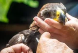 Anak Burung Elang Emas Pertama Terbang dari Tanah Buruan