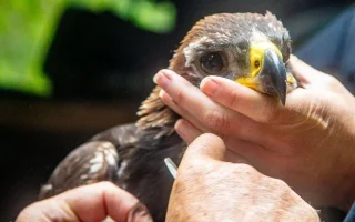 Anak Burung Elang Emas Pertama Terbang dari Tanah Buruan