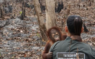 Desakan Reformasi KTT Keanekaragaman Hayati PBB Menguat