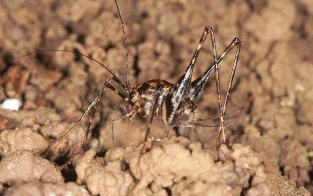 Tiga Spesies Jangkrik Baru Tanpa Sayap Ditemukan di Kalimantan
